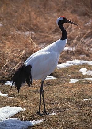 静岡県富士市のビジネスホテル Detailed Guide：東横INN新富士駅南口の魅力と特徴