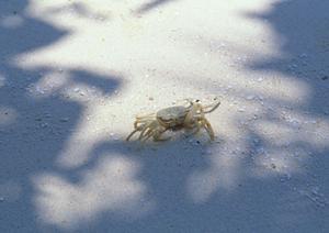 富士山の観光と関連商品の販売