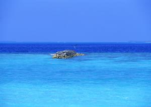 原宿の動物カフェ完全ガイド｜インスタ映え＆癒し体験を楽しむための最新スポット